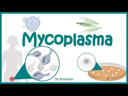 Image result for Mycoplasma