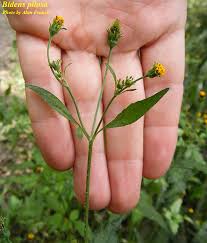 Image result for Bidens pilosa