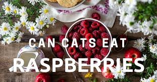 If there was no raspberry jam…well. Can Cats Eat Raspberries You Need To Read This