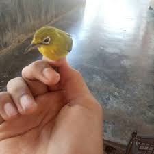 Burung pleci memiliki banyak jenis, seperti jenis burung pleci dada putih dan juga jenis burung pleci yang memiliki dada kuning. Burung Pleci Dada Kuning Shopee Indonesia