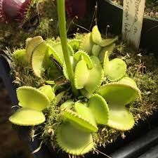 Image result for Dinophora spenneroides