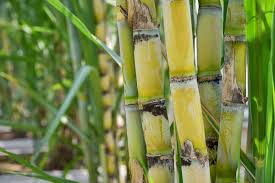 Maybe you would like to learn more about one of these? Growing Sugarcane How To Plant And Care For This Sweet Treat
