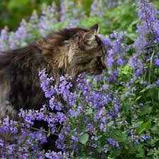 Get the best deal for catnip nepeta herb seeds from the largest online selection at ebay.com. Blog Posts Annotations Plants Ideas Knowledge