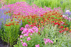Indianernessel Eleganter Sommerbluher Indianernessel Pflanzen Staudengarten