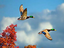 Image result for beautiful flying birds