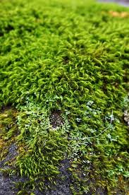 Close Up Moss Moss Garden Growing Plants Moss