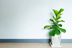 Maybe you would like to learn more about one of these? 10 Of The Best Low Light Indoor Plants And How To Grow Them Better Homes And Gardens