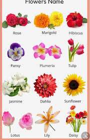 Pin By Shaylee C On Flowers Printed Only All Flowers Name Flowers Name List Flower Chart