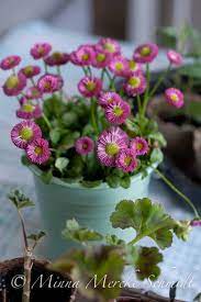 Plants Garden Schmidt
