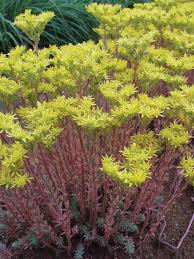 You can also plant divisions or cuttings Sedum Blue Spruce Bluestone Perennials