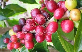 Image result for Coffea racemosa
