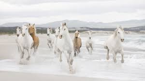 Support us by sharing the content, upvoting wallpapers on the page or sending your own background pictures. Horse Wallpapers Group 92