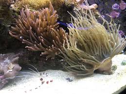 Anemone Compatibility Question Reef2reef Saltwater And