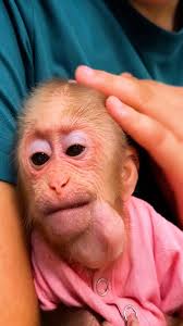 Lala's strange and confusing first day in her new home #Lala #Monkey #Bibi 