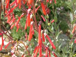Firecracker penstemon 11 /15 flourishing in the desert conditions of the southwestern united states, firecracker penstemon ( penstemon eatonii ) is grown as a perennial in zones 4 through 9. Penstemon Eatonii Native Plant Database