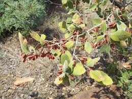 Image result for Combretum collinum