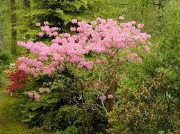 Azalea Some Ok Up To Zone 3 Garden Inspiration Native Plants Plants