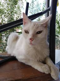 Lokma Fipwarrior V Twitter Yuva Ariyor 05552841538 Izmir Silver Cins Kedi Barinaktan Cikarildi Tedavi Edildi Kendini Toparladi Ve Icinden Insan Asigi Bir Kedi Cikti Kisir Erkek Ic Dis Paraziti Mantar Asilari Yapildi