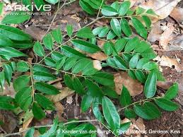 Image result for Dialium