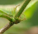 Image result for Rutidea fuscescens