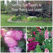3 Secrets To Make Your Flowers Bloom More Fabulessly Frugal Flower Garden Wildflower Garden Growing Flowers