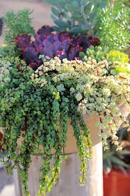 Image result for Portulacaria