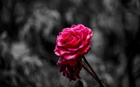 Download Wallpaper 3840x2400 Rose Bud Petals Blur Pink 4k Ultra Hd 16 10 Hd Background Close Up Photography Desktop Wallpaper Art Plant Wallpaper