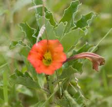 Image result for Pterodiscus elliottii