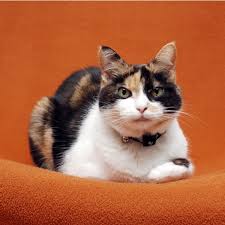 How Long Do Calico Cats Live, With 5 Important Factors