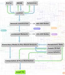 metabolic network modeling strategy flow chart of analysis