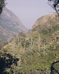 Image result for Senecio milanjianus