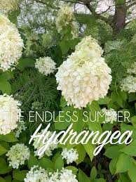 And of course getting a license is expensive and in most cases they want you to promise that you will root and grow many thousands of. Hydrangea Blog Hall Stewart Lawn Landscape
