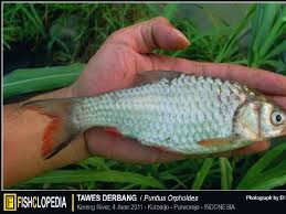 Indonesia merupakan salah satu negara dengan biodiversitas tertinggi di dunia. Nama Nama Ikan Air Tawar Terlengkap Dari A Z Info Seputar Ikan