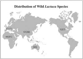 Image result for Lactuca imbricata