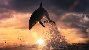 Download dolphin luxury sunset theme to own beautiful icons, hd wallpapers and tons of themes. Dolphin Sunset Sky Water Splash Ocean Hd Wallpaper Wallpaperbetter