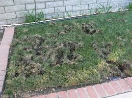 You can use a wire to cover the entire plants and prevent pests from damaging them. Prevent Raccoon Digging Up Lawn Or Yard