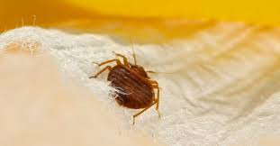 Since almost all bugs that humans kill are killed outside laboratories, there's a need for more in contrast to freezing, heat is probably a particularly bad way to kill bugs. Does Rubbing Alcohol Kill Bedbugs Yes But Is It Worth The Risk