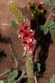 Image result for Indigofera daleoides