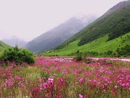 Valley of flowers uttarakhand hd images. Valley Of Flowers India Valley Of Flowers Cool Places To Visit Most Beautiful Places