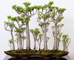 Image result for Crassula sarcocaulis