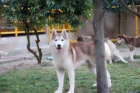 The Philippine Owners Of Siberian Huskies Est 2016 Facebook