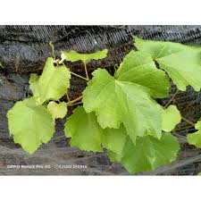We did not find results for: Buy Daun Anggur Daun Angur Anggur Angur Daun Angur Fresh Daun Anggur Fresh Seetracker Malaysia
