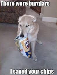 On this list of memes, you'll see dogs who are hiding from their responsibilities, dogs who are enjoying parenthood, and dogs who are simply being. This Adorably Cute Dog Thinks He Has Done A Great Job Saving Your Yummy Packet Of Chips His Priorities Are So Funny Dog Pictures Funny Animals Funny Dog Memes