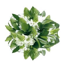 We did not find results for: Order Star Of Bethlehem Flowers Globalrose