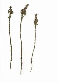 Image result for Wahlenbergia krebsii