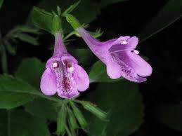 Image result for Clinopodium uhligii