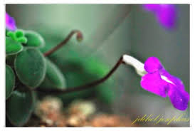 Image result for Streptocarpus hirticapsa