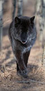 Maybe you would like to learn more about one of these? Epingle Par Braesch Sur Wolves Loup Noir Animaux Sauvages Animaux