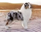Aussie Rescue - Australian Shepherd Rescue and Placement ...