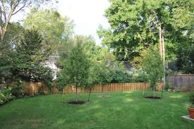 Late summer and autumn susceptible species: New Maple Trees October Glory Maple Trees Jenny Steffens Hobick
